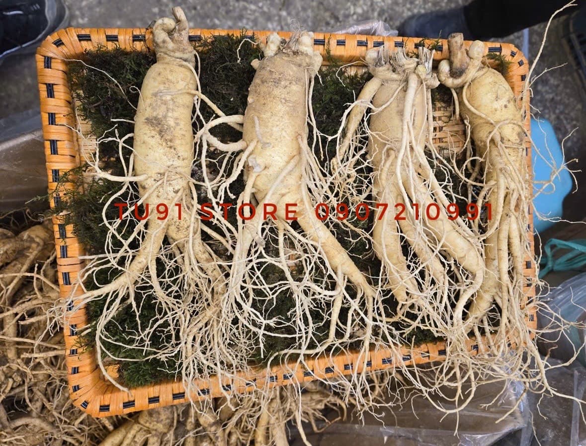 Fresh ginseng